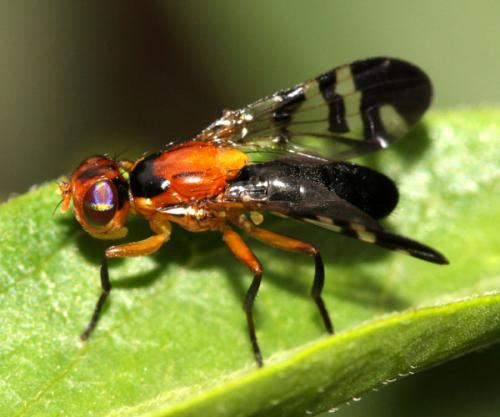 Euphranta connexa