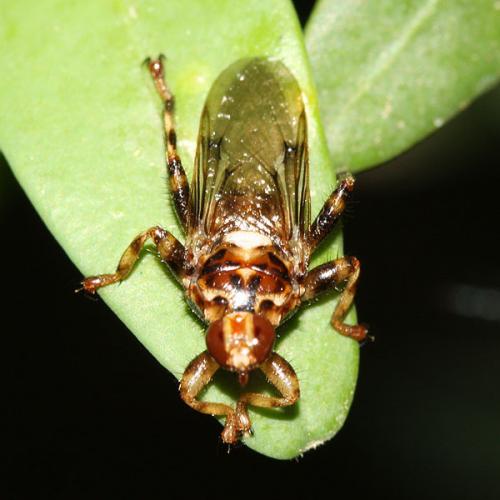 Réf. 35 235 : Hippobosca equina