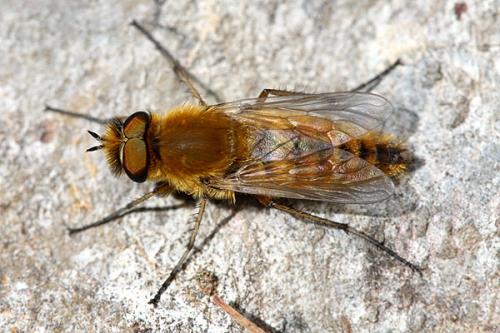 Thereva aurata