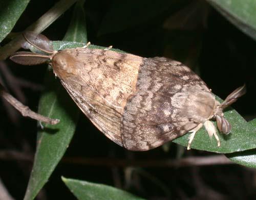 Lymantria dispar