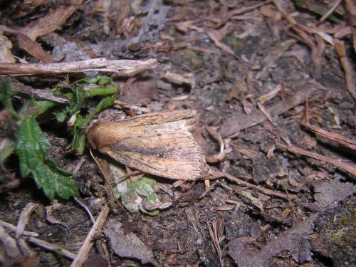 Archanara dissoluta