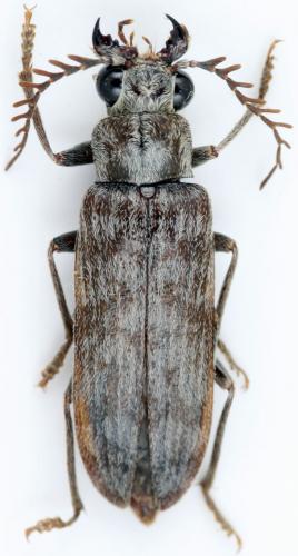 Genecerus sp.