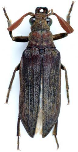Sandalus sp.