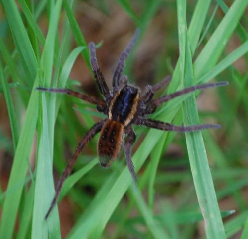 Dolomedes sp.