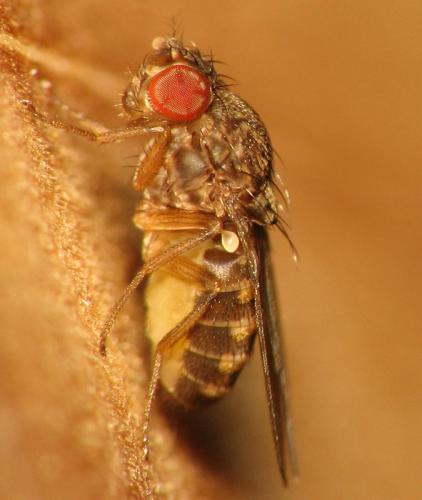 Drosophila sp.