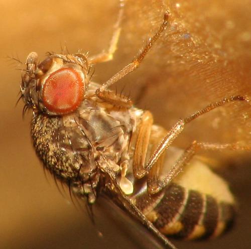 Drosophila sp.