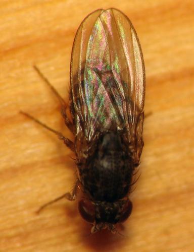 Drosophila sp.