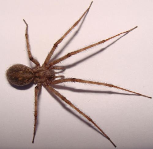 Réf. 35 064 : Tegenaria sp.