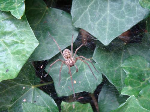 Tegenaria sp.