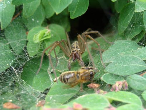 Tegenaria sp.