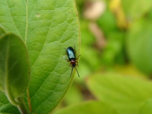 Oulema sp.