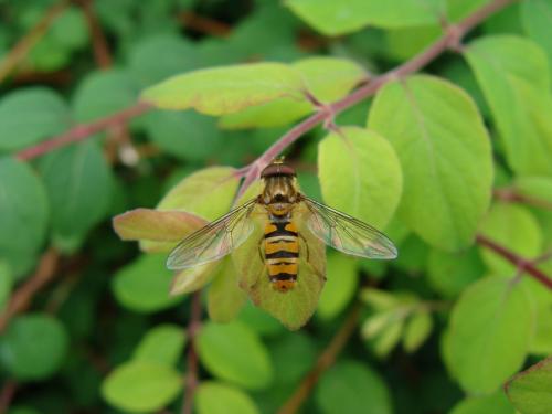 Episyrphus balteatus