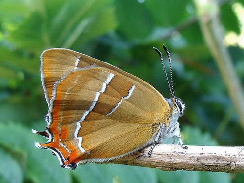 Thecla betulae