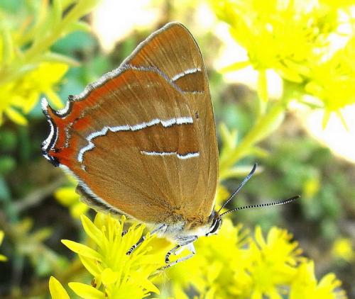Thecla betulae