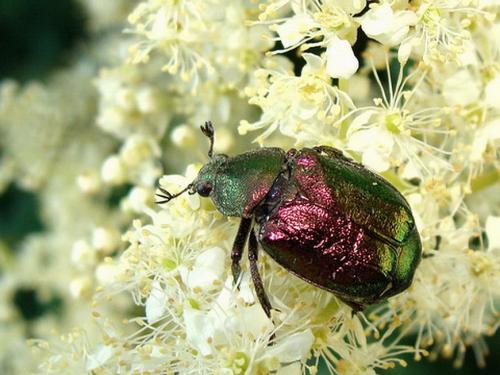 Gnorimus nobilis