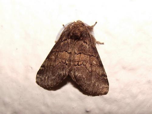 Réf. 35 677 : Gluphisia crenata