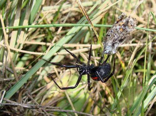 Steatoda paykulliana