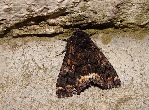 Réf. 35 996 : Catephia alchymista