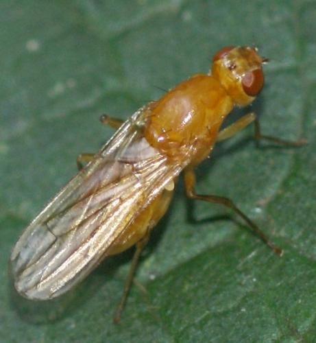 Psila sp.