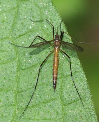 Nigrotipula nigra