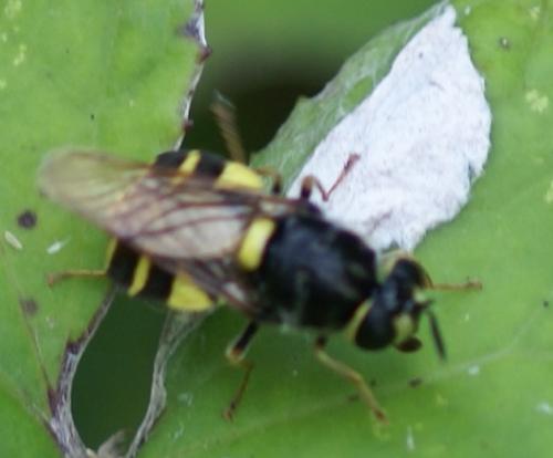 Stratiomys potamida