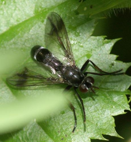 Réf. 35 572 : Lophosia fasciata