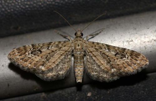 Réf. 35 678 : Eupithecia nanata