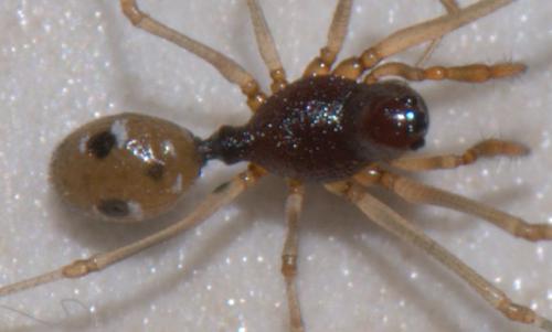 Cresmatoneta mutinensis
