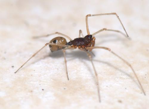 Cresmatoneta mutinensis