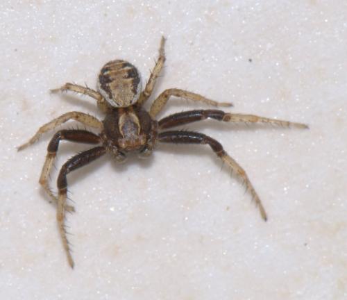 Xysticus sp.