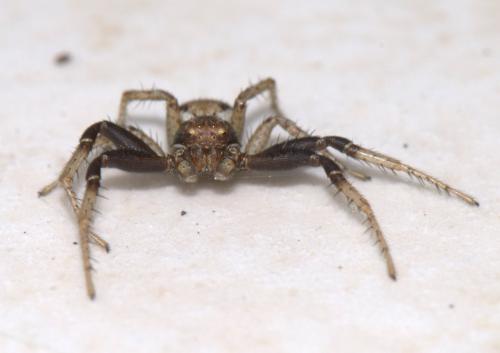 Xysticus sp.