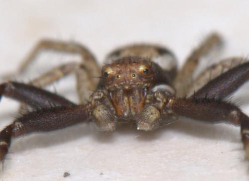 Xysticus sp.