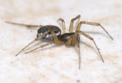 Neriene clathrata