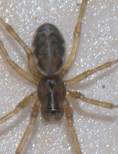 Neriene clathrata