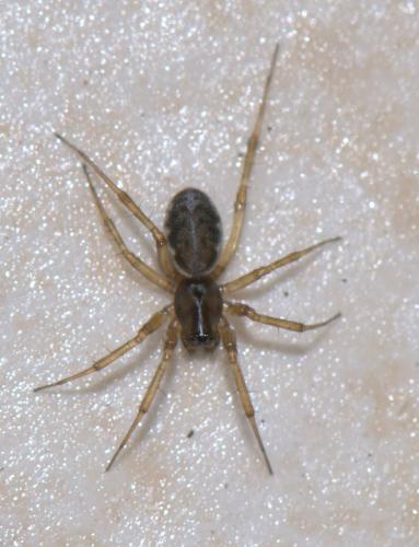 Neriene clathrata