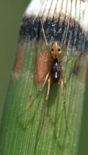 Cresmatoneta mutinensis