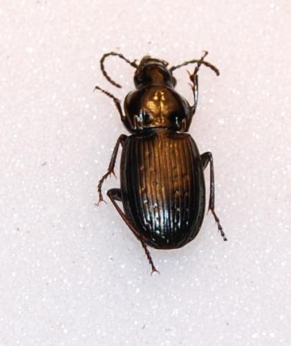 Réf. 35 035 : Pterostichus yvanii