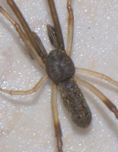 Réf. 35 414 : Episinus truncatus