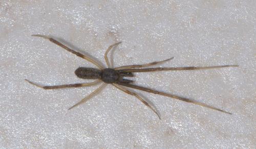 Episinus truncatus