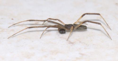 Réf. 35 415 : Episinus truncatus
