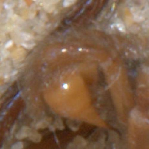 Segestria bavarica