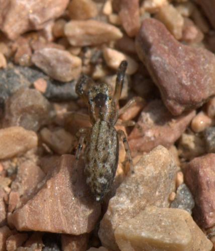 Marpissa nivoyi