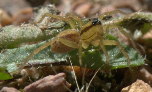Pardosa (bifasciata-nigriceps)