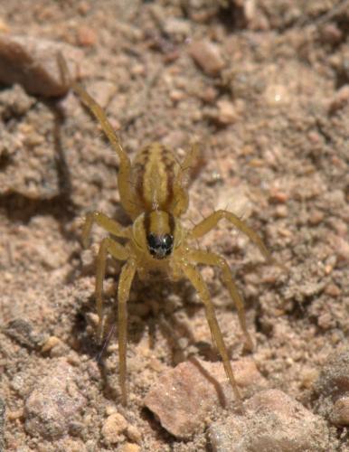 Pardosa (bifasciata-nigriceps)