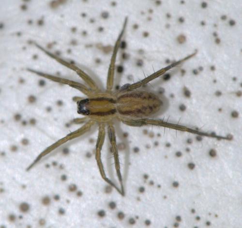 Pardosa (bifasciata-nigriceps)