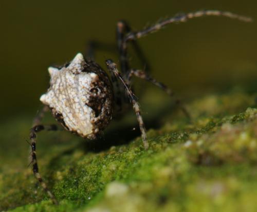 Ero aphana