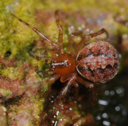 Theridion familiare
