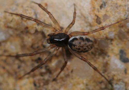 Neriene clathrata