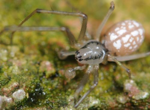 Floronia bucculenta