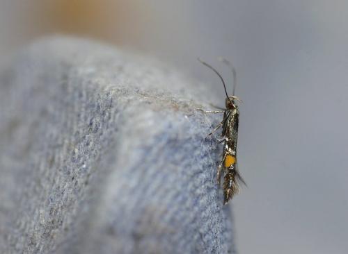 Réf. 35 109 : Cosmopterix orichalcea